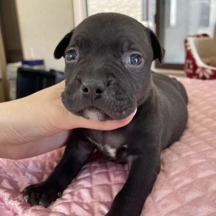 まい 様のお迎えした子犬