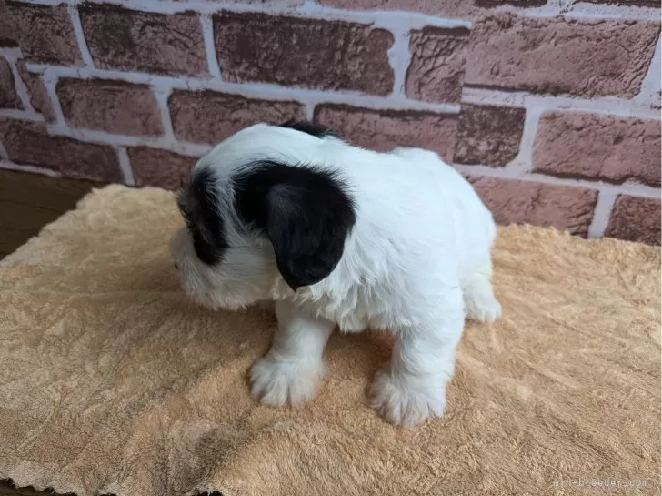 シーリハムテリア 【三重県・男の子・2024年9月12日・ホワイトアンドバヂャーマーキングス】希少犬種です！｜みんなのブリーダー（子犬ID：2410-03762）