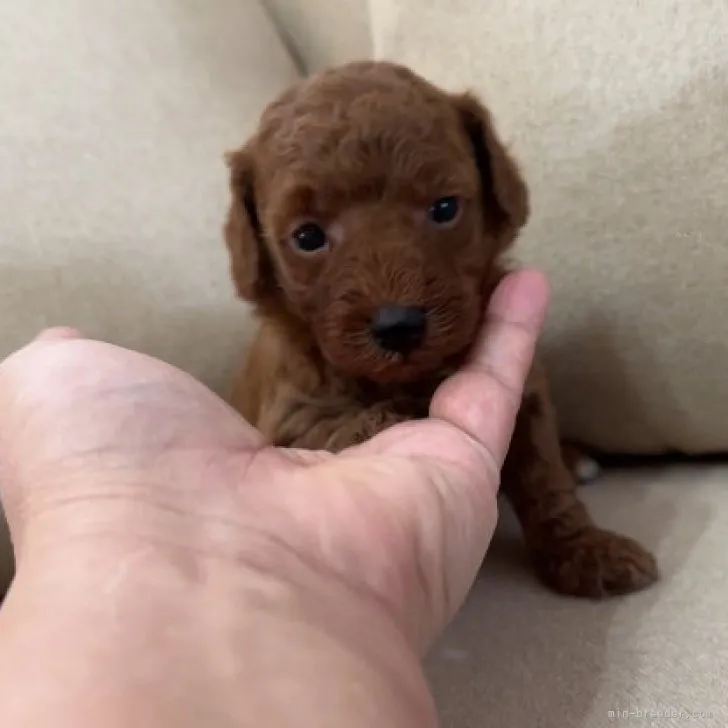 きよし 様のお迎えした子犬