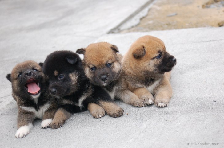 西村　斉(にしむら　ひとし)ブリーダー(埼玉県・柴犬など・JKC/日本犬保存会/KC登録)の紹介写真3