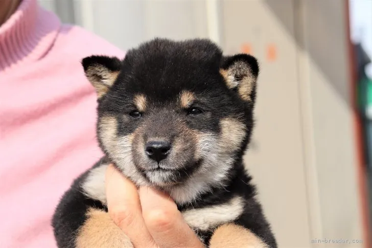 むん 様のお迎えした子犬