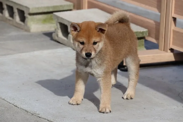 柴犬(標準サイズ)【埼玉県・男の子・2021年7月28日・赤】の写真1「９月22日撮影」