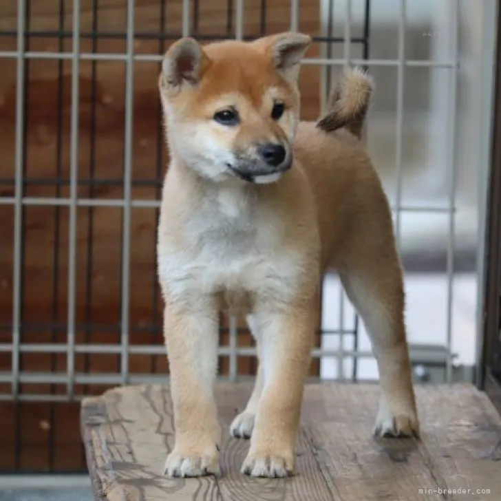 柴犬(標準サイズ)【埼玉県・女の子・2023年8月17日・赤】の写真1