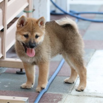 柴犬(標準サイズ)【埼玉県・男の子・2024年7月5日・赤】の写真「元気に成長中」