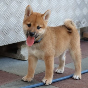 柴犬(標準サイズ)【埼玉県・女の子・2024年7月5日・赤】の写真「元気に成長中」