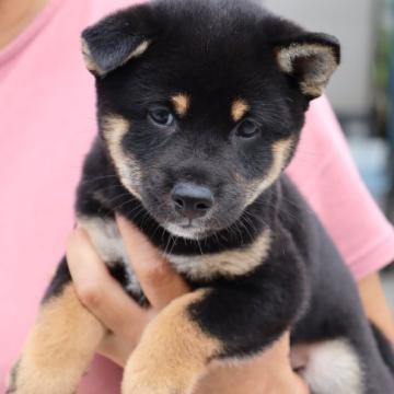 柴犬(標準サイズ)【埼玉県・男の子・2022年7月10日・黒】の写真「お父さん豆柴×お母さん小振りな柴犬」