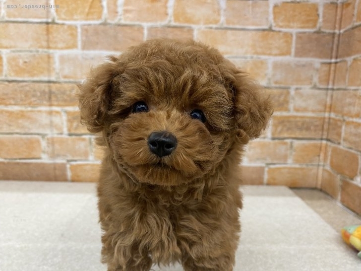 村川保子ブリーダーのブログ：以下の犬情報を更新しました✨️