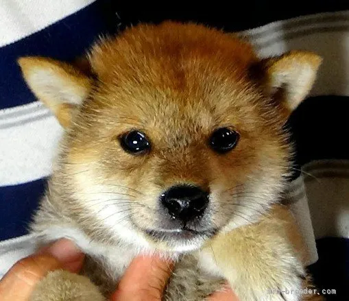 柴犬(標準サイズ)【埼玉県・男の子・2021年8月3日・赤】の写真1「9/15撮影」