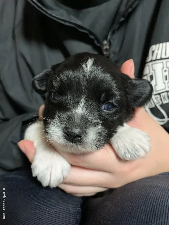 yas 様のお迎えした子犬