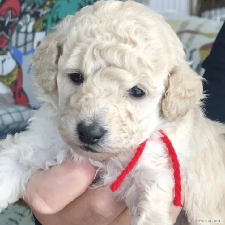 ももこ 様のお迎えした子犬