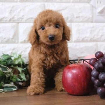 トイプードル(トイ)【滋賀県・男の子・2023年10月14日・レッド】の写真「ぱっちりおめめの可愛い子犬です」