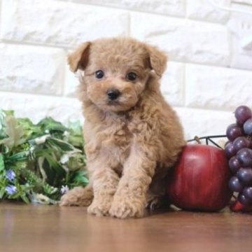 トイプードル(トイ)【滋賀県・男の子・2023年9月4日・レッド】の写真「両親タイニーサイズの可愛い子犬」