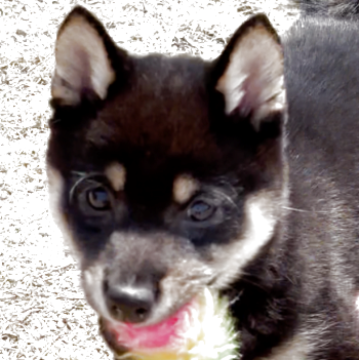 柴犬(豆柴)【福岡県・男の子・2025年1月7日・黒】の写真「両親小型大きくなりません❣️当日見学OK💖市内✨」