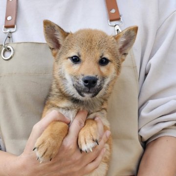 柴犬(豆柴)【和歌山県・男の子・2024年6月28日・赤】の写真「✨️両親豆柴認定犬✨️小さな可愛い男の子🎵」