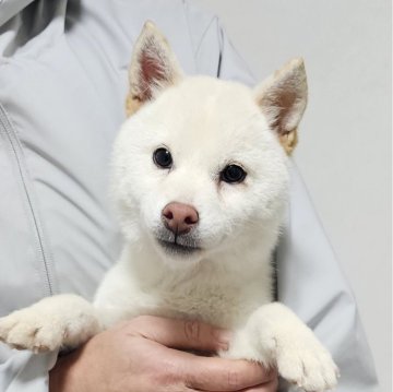 柴犬(豆柴)【和歌山県・女の子・2024年8月12日・白】の写真「✨️両親豆柴認定犬✨️小さな可愛い女の子🎵」