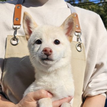 柴犬(豆柴)【和歌山県・女の子・2024年6月28日・白】の写真「✨️両親豆柴認定犬✨️小さな可愛い女の子🎵」