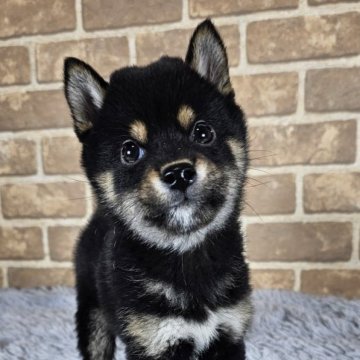 柴犬(豆柴)【和歌山県・男の子・2024年9月28日・黒】の写真「✨️両親豆柴認定犬✨️小さな可愛い男の子🎵」