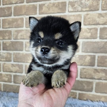 柴犬(豆柴)【和歌山県・男の子・2024年12月1日・黒】の写真「✨️両親豆柴認定犬✨️可愛さ💯満点男の子✨️」