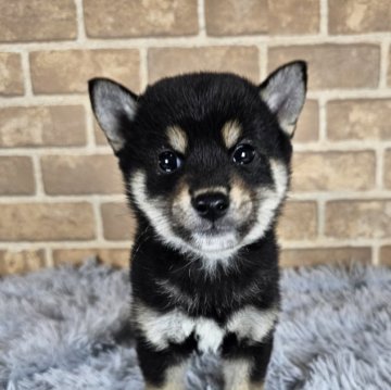 柴犬(豆柴)【和歌山県・男の子・2024年10月8日・黒】の写真「✨️両親豆柴認犬✨️めちゃくちゃ可愛い男の子🎵」