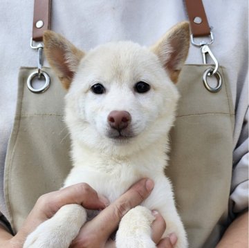 柴犬(豆柴)【和歌山県・女の子・2024年6月28日・白】の写真「✨️両親豆柴認定犬✨️小さな可愛い女の子🎵」