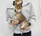 豆柴【和歌山県・男の子・2024年10月4日・赤】の写真4