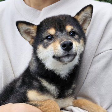 柴犬(標準サイズ)【和歌山県・女の子・2023年5月17日・黒】の写真「✨️優良血統✨️小振りな可愛い女の子🎵」