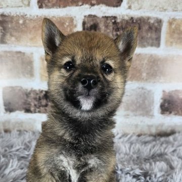 豆柴【和歌山県・男の子・2024年6月28日・赤】の写真「✨️両親豆柴認定犬✨️小さな可愛い男の子🎵」