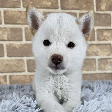 豆柴【和歌山県・男の子・2024年8月7日・白】の写真「✨️両親豆柴認定犬✨️小さな可愛い男の子🎵」