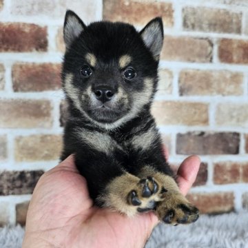 柴犬(豆柴)【和歌山県・男の子・2024年6月6日・黒】の写真「✨️両親豆柴認定犬✨️小さな可愛い男の子🎵」