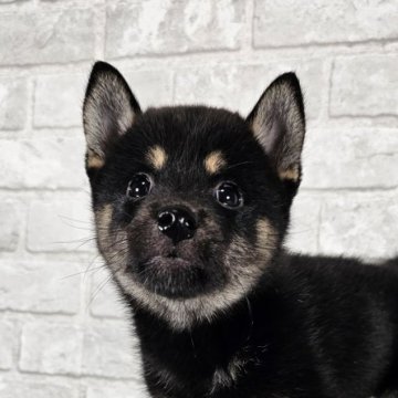 柴犬(標準サイズ)【和歌山県・女の子・2024年8月21日・黒】の写真「小振りな可愛い女の子🎵」