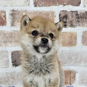 柴犬(豆柴)【和歌山県・男の子・2023年11月12日・赤】の写真「✨️両親豆柴認定犬✨️小さなかわいい男の子🎵」