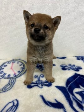 柴犬(豆柴)【和歌山県・男の子・2021年11月25日・赤】の写真「✨両親豆柴認定犬✨小振りで小さな男の子🎵」