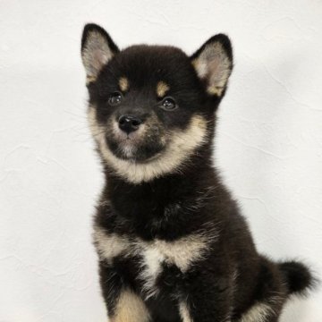 柴犬(標準サイズ)【和歌山県・女の子・2023年5月17日・黒】の写真「✨️優良血統✨️小さな可愛い女の子🎵」