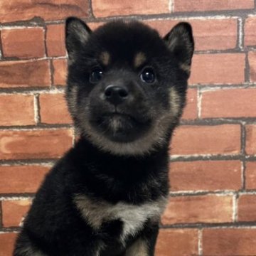 柴犬(豆柴)【和歌山県・女の子・2023年1月1日・黒】の写真「✨️両親豆柴認定犬✨️小さな可愛い女の子🎵」