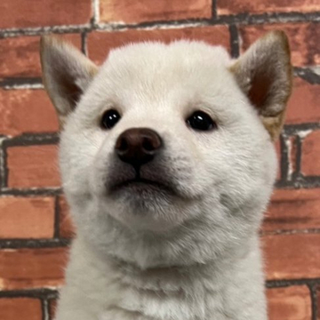 柴犬(豆柴)【和歌山県・男の子・2022年10月14日・白】の写真「✨️両親豆柴認定犬✨️ふわふわ可愛い男の子🎵」