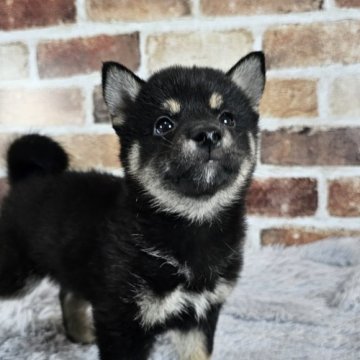 柴犬(標準サイズ)【和歌山県・女の子・2024年4月25日・黒】の写真「✨️小振りな柴犬を探してる方は必見です✨️」