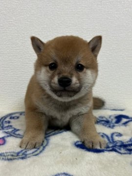 柴犬(豆柴)【和歌山県・男の子・2021年11月5日・赤】の写真「✨両親豆柴認定犬✨お目目クリクリ小可愛い男の子🎵」