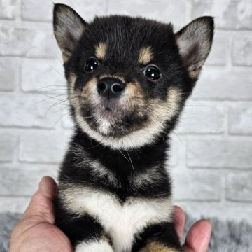 柴犬(標準サイズ)【和歌山県・男の子・2024年8月21日・黒】の写真「小振りな柴犬をお探しの方は必見❗✨」