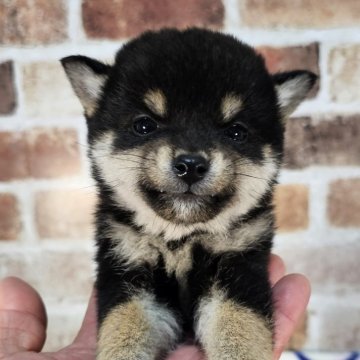 柴犬(豆柴)【和歌山県・女の子・2023年12月26日・黒】の写真「✨️両親豆柴認定犬✨️小さな小さな女の子🎵」