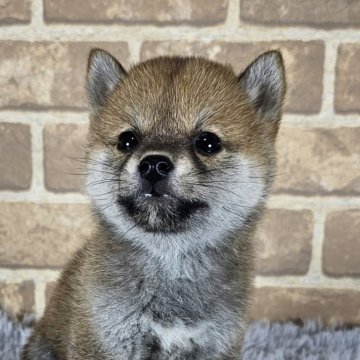 豆柴【和歌山県・女の子・2024年7月25日・赤】の写真「✨️両親豆柴認定犬✨️小さな可愛い女の子🎵」