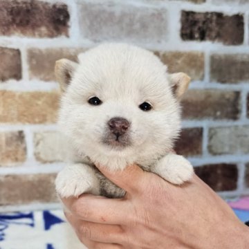 柴犬(豆柴)【和歌山県・女の子・2023年12月8日・白】の写真「✨️両親豆柴認定犬✨️小さな小さな女の子🎵」