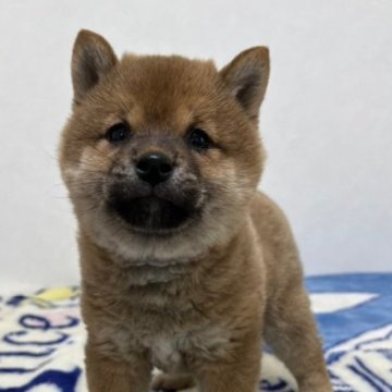 柴犬(豆柴)【和歌山県・男の子・2023年2月13日・赤】の写真「✨️両親豆柴認定犬✨️コロコロ可愛い男の子🎵」