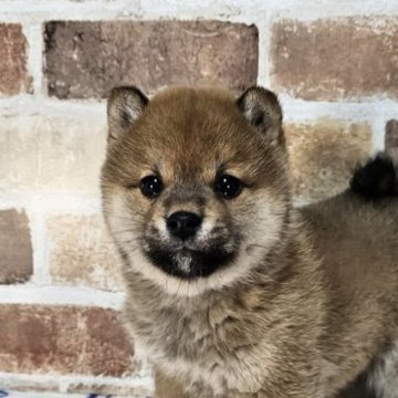 柴犬(豆柴)【和歌山県・男の子・2023年12月8日・赤】の写真「✨️両親豆柴認定犬✨️小さなかわいい男の子🎵」