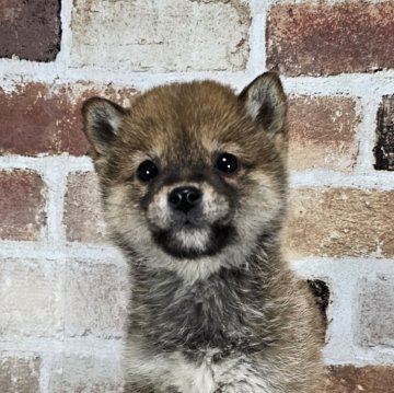 柴犬(豆柴)【和歌山県・男の子・2023年11月12日・赤】の写真「✨️両親豆柴認定犬✨️小さなかわいい男の子🎵」