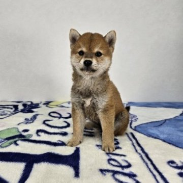 柴犬(豆柴)【和歌山県・男の子・2023年9月2日・赤】の写真「✨️両親豆柴認定犬✨️小さな可愛い男の子🎵」