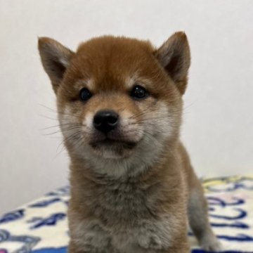 柴犬(豆柴)【和歌山県・男の子・2023年2月10日・赤】の写真「✨️両親豆柴認定犬✨️小さな可愛い男の子🎵」