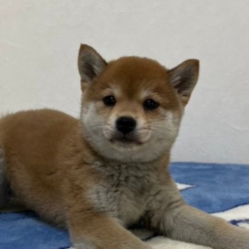 柴犬(豆柴)【和歌山県・女の子・2023年2月10日・赤】の写真「✨️両親豆柴認定犬✨️小さな可愛い女の子🎵」