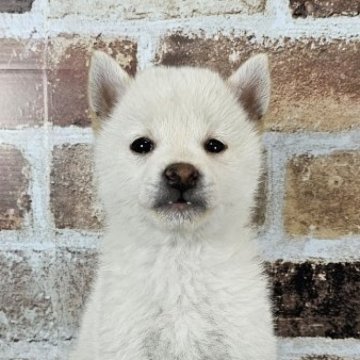 柴犬(標準サイズ)【和歌山県・男の子・2024年4月25日・白】の写真「✨️小振りな柴犬を探してる方は必見✨️」