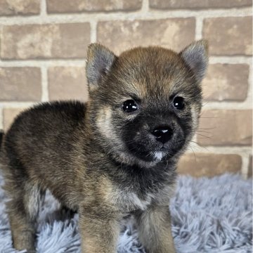 豆柴【和歌山県・女の子・2024年7月27日・赤】の写真「✨️両親豆柴認定犬✨️小さな可愛い女の子🎵」