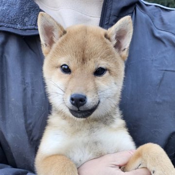 柴犬(豆柴)【和歌山県・女の子・2023年9月2日・赤】の写真「✨️両親豆柴認定犬✨️小さな可愛い女の子🎵」